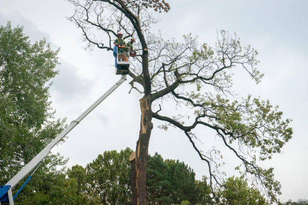 Best Utility Line Clearance  in Kingfisher, OK